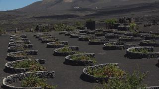 Link to Video | landscape, volcanic island, natural landscape, Spanish wine, La Geria, Lanzarote, Vitis, wine-producing region, island, viticulture, Lanzarote, Canary Islands, nature, Lanzarote