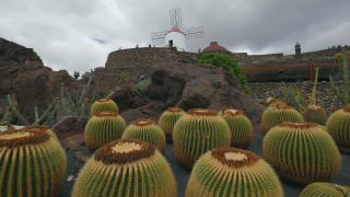 Link to Video | landscape, tourist destination, Cactaceae, landscape element, botanical garden, Jardín de Cactus, Lanzarote, Spain, tourist attraction, Canary Islands, nature, point of interest