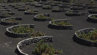 Link to Video | landscape, volcanic island, natural landscape, Spanish wine, La Geria, Lanzarote, Vitis, wine-producing region, island, viticulture, Lanzarote, Canary Islands, nature, Lanzarote