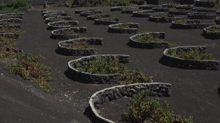 Link to Video | landscape, volcanic island, natural landscape, Spanish wine, La Geria, Lanzarote, Vitis, wine-producing region, island, viticulture, Lanzarote, Canary Islands, nature, Lanzarote