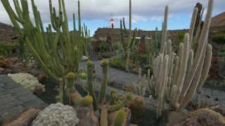 Link to Video | landscape, tourist destination, Cactaceae, landscape element, botanical garden, Jardín de Cactus, Lanzarote, Spain, tourist attraction, Canary Islands, nature, point of interest