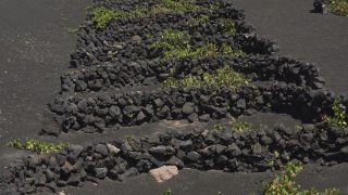 Link to Video | landscape, volcanic island, natural landscape, Spanish wine, La Geria, Lanzarote, Vitis, wine-producing region, island, viticulture, Lanzarote, Canary Islands, nature, Lanzarote