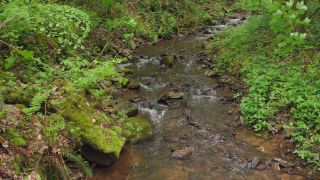 Link to Video | landscape, tree, landscape element, landform, ecosystem, forest, nature