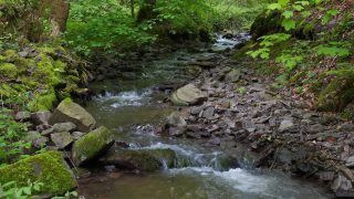 Link to Video | landscape, tree, landscape element, landform, ecosystem, forest, nature