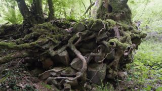 Link to Video | landscape, tree, landscape element, landform, ecosystem, forest, nature