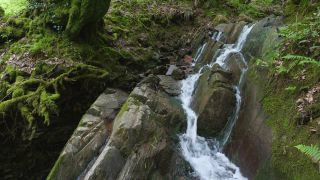 Link to Video | landscape, tree, landscape element, landform, ecosystem, forest, nature