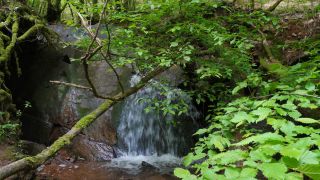 Link to Video | landscape, tree, landscape element, landform, ecosystem, forest, nature