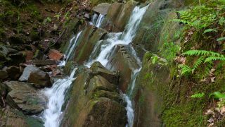 Link to Video | landscape, tree, landscape element, landform, ecosystem, forest, nature