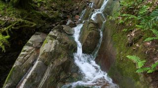 Link to Video | landscape, tree, landscape element, landform, ecosystem, forest, nature