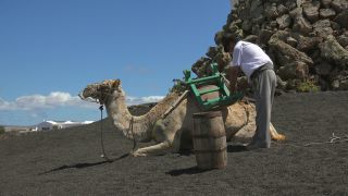 Link to Video | tourist destination, Lanzarote, Spain, tourist attraction, Canary Islands, Casa Museo del Campesino