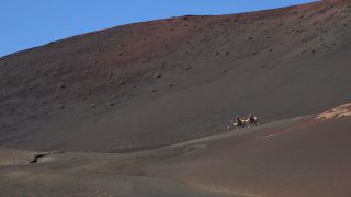 Link to Video | volcanic island, vacation, tourist destination, Camelidae, Timanfaya National Park, leisure, Lanzarote, Spain, tourism, tourist, tourist attraction, Canary Islands, paid time off