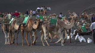 Link to Video | volcanic island, vacation, tourist destination, Camelidae, Timanfaya National Park, leisure, Lanzarote, Spain, tourism, tourist, tourist attraction, Canary Islands, paid time off