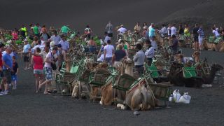 Link to Video | volcanic island, vacation, tourist destination, Camelidae, Timanfaya National Park, leisure, Lanzarote, Spain, tourism, tourist, tourist attraction, Canary Islands, paid time off