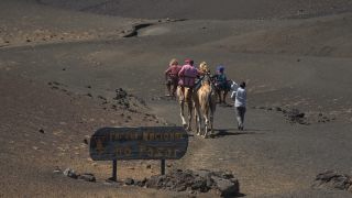Link to Video | volcanic island, vacation, tourist destination, Camelidae, Timanfaya National Park, leisure, Lanzarote, Spain, tourism, tourist, tourist attraction, Canary Islands, paid time off