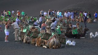 Link to Video | volcanic island, vacation, tourist destination, Camelidae, Timanfaya National Park, leisure, Lanzarote, Spain, tourism, tourist, tourist attraction, Canary Islands, paid time off