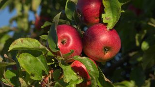 Link to Video | tree, fruit, fruit of Maloideae, fruit picking, fruits and vegetables, fruit, pome, woody plant, nature, apple, fruit tree