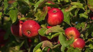 Link to Video | tree, fruit, fruit of Maloideae, fruit picking, fruits and vegetables, fruit, pome, woody plant, nature, apple, fruit tree