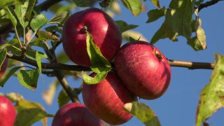 Link to Video | tree, fruit, fruit of Maloideae, fruit picking, fruits and vegetables, fruit, pome, woody plant, nature, apple, fruit tree
