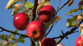 Link to Video | tree, fruit, fruit of Maloideae, fruit picking, fruits and vegetables, fruit, pome, woody plant, nature, apple, fruit tree