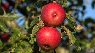 Link to Video | tree, fruit, fruit of Maloideae, fruit picking, fruits and vegetables, fruit, pome, woody plant, nature, apple, fruit tree