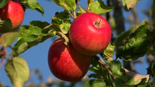 Link to Video | tree, fruit, fruit of Maloideae, fruit picking, fruits and vegetables, fruit, pome, woody plant, nature, apple, fruit tree