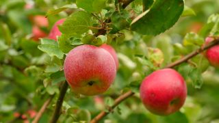 Link to Video | tree, fruit, fruit of Maloideae, fruit picking, fruits and vegetables, fruit, pome, woody plant, nature, apple, fruit tree
