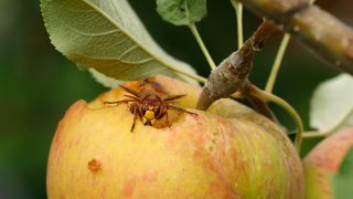 Link to Video | tree, fruit, fruit of Maloideae, fruit picking, fruits and vegetables, fruit, pome, woody plant, nature, apple, fruit tree