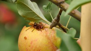 Link to Video | tree, fruit, fruit of Maloideae, fruit picking, fruits and vegetables, fruit, pome, woody plant, nature, apple, fruit tree
