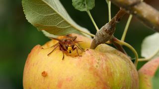 Link to Video | tree, fruit, fruit of Maloideae, fruit picking, fruits and vegetables, fruit, pome, woody plant, nature, apple, fruit tree