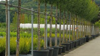 Link to Video | tree, plant nursery, economy, operation, heraldic plant, botany, supply, plant, woody plant, nature