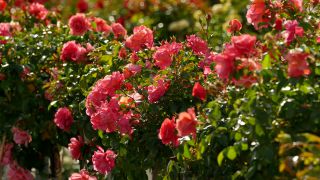 Link to Video | tree, plant nursery, economy, operation, heraldic plant, botany, supply, plant, woody plant, nature