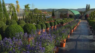 Link to Video | tree, plant nursery, economy, operation, heraldic plant, botany, supply, plant, woody plant, nature