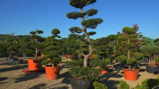 Link to Video | tree, plant nursery, economy, operation, heraldic plant, botany, supply, plant, woody plant, nature