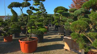 Link to Video | tree, plant nursery, economy, operation, heraldic plant, botany, supply, plant, woody plant, nature