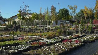 Link to Video | tree, plant nursery, economy, operation, heraldic plant, botany, supply, plant, woody plant, nature