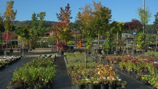 Link to Video | tree, plant nursery, economy, operation, heraldic plant, botany, supply, plant, woody plant, nature