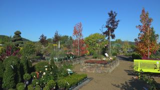 Link to Video | tree, plant nursery, economy, operation, heraldic plant, botany, supply, plant, woody plant, nature