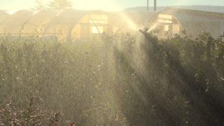 Link to Video | tree, plant nursery, economy, operation, heraldic plant, botany, supply, plant, woody plant, nature