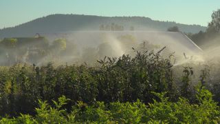 Link to Video | tree, plant nursery, economy, operation, heraldic plant, botany, supply, plant, woody plant, nature