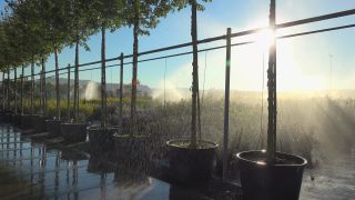 Link to Video | tree, plant nursery, economy, operation, heraldic plant, botany, supply, plant, woody plant, nature