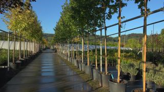 Link to Video | tree, plant nursery, economy, operation, heraldic plant, botany, supply, plant, woody plant, nature