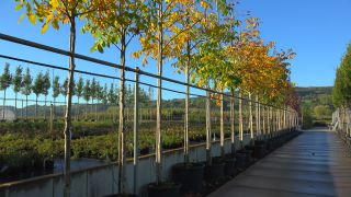 Link to Video | tree, plant nursery, economy, operation, heraldic plant, botany, supply, plant, woody plant, nature