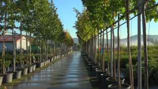 Link to Video | tree, plant nursery, economy, operation, heraldic plant, botany, supply, plant, woody plant, nature