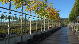 Link to Video | tree, plant nursery, economy, operation, heraldic plant, botany, supply, plant, woody plant, nature