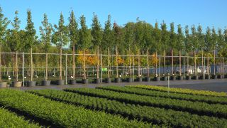 Link to Video | tree, plant nursery, economy, operation, heraldic plant, botany, supply, plant, woody plant, nature