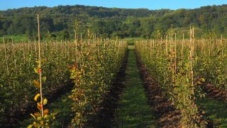 Link to Video | tree, plant nursery, economy, operation, heraldic plant, botany, supply, plant, woody plant, nature