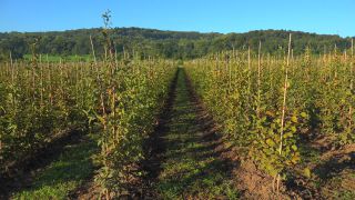 Link to Video | tree, plant nursery, economy, operation, heraldic plant, botany, supply, plant, woody plant, nature