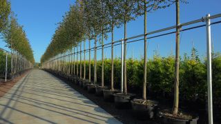Link to Video | tree, plant nursery, economy, operation, heraldic plant, botany, supply, plant, woody plant, nature