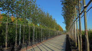 Link to Video | tree, plant nursery, economy, operation, heraldic plant, botany, supply, plant, woody plant, nature