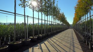Link to Video | tree, plant nursery, economy, operation, heraldic plant, botany, supply, plant, woody plant, nature